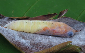 Brazilian Skipper chrysalis